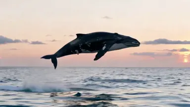 Humpback whale breaching at full vertical above a pewter Pacific swell at dawn, camera tracking upward with the animal on a s