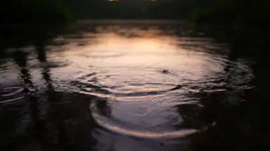 Rain beginning to fall on a quiet forest pond at dusk, ripples spreading in warm reflected light, slow cinematic push-in