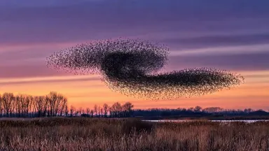 The murmuration folds and twists through itself, the dense core stretching into a ribbon and gathering again, thousands of bi