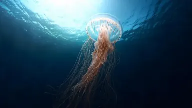 Crane up steadily through the water column as the jellyfish bell pulses slowly above, the amber tentacle mass rising and cont