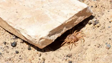 The camel spider shifts its front legs slowly, probing the sand at the slab edge as a thin shadow line from the stone moves f