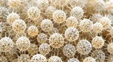 Camera arcs slowly counterclockwise around the radiolarian colony at constant macro distance, the diffused light catching new