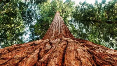 Camera follows steadily upward from behind and below the trunk as if rising along the bark column, the cinnamon furrows scrol