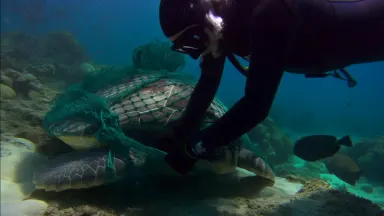 A rescue diver in full wetsuit grasping a tangled green fishing net and pulling it clear of a large loggerhead turtle resting