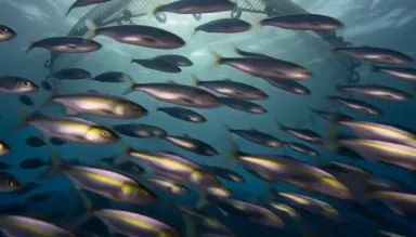 Underwater view from directly below a purse seine net closing in a wide circle around a dense bait ball of herrings, silver b
