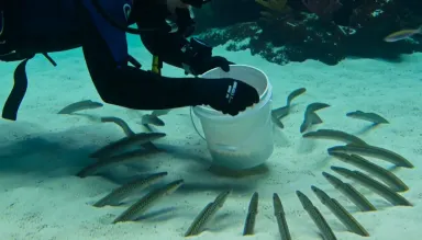 Aquarium diver in a full wetsuit hand-feeding a colony of garden eels from a white bucket while they sway in a slow ambient c