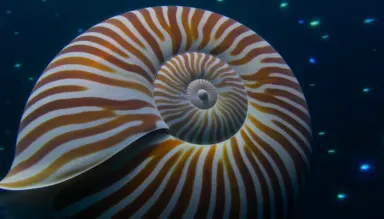 Chambered nautilus gliding through deep twilight zone water with its striped shell catching dim ambient light. Camera dollies