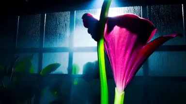 Corpse flower spathe unfurling at midnight in a humid tropical greenhouse, a single work light trained on the bloom, rack foc