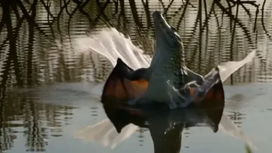 A saltwater crocodile bursting vertically from a river surface to snatch a fruit bat mid-flight, slow push in beginning on st