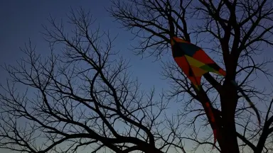 A brightly colored kite sits tangled high in the bare winter branches of a solitary oak at blue hour, its long tail stirring