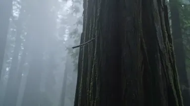Dense freezing fog rolling through a redwood grove at midmorning, condensation dripping from every needle in slow chains, cam