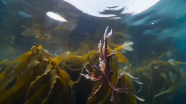 Weedy sea dragon drifting through swaying golden kelp fronds in a temperate bay, slow tilt down from sunlit surface toward th