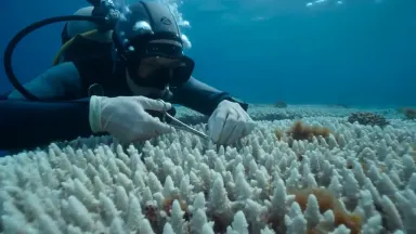 Marine biologist collecting coral tissue samples from a bleached white reef table with surgical scissors, camera drifting han