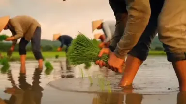 Barefoot farmers in conical hats bend and step through a flooded paddy, pressing rice seedlings one by one into the still wat