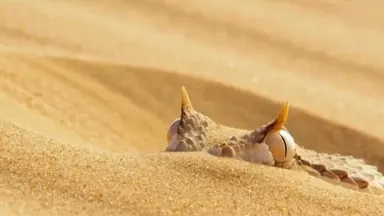 A horned viper lies half-buried in fine Namib sand with only its copper-scaled eyes and twin horn tips breaking the surface. 