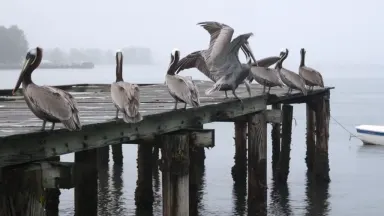 Pelicans perched along a sagging timber fish-market roof at low tide, locked-off static wide shot, barnacled green pilings de