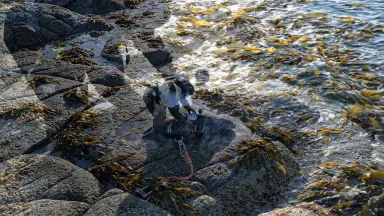 Marine mammal researcher attaching a satellite tag to a sedated gray seal on a rocky intertidal platform, crane down from a h
