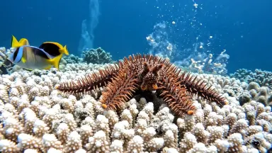 Crown of thorns starfish advancing across a bleached coral table while reef fish scatter, camera whip panning from the retrea