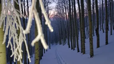 A ski mountaineer skins uphill in pre-dawn headlamp glow through a silent birch forest loaded with hoarfrost. Static frame ho